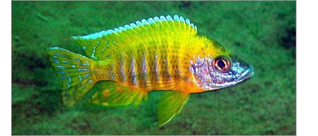 A colourful African Cichlid 
