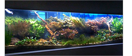 Finished Amazon rain forest aquarium planted with many colourful plants