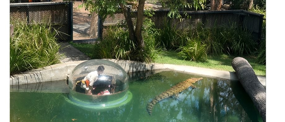 Children inside the observation dome with a saltwater crocodile alongside, Lone Pine